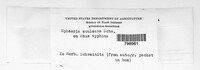 Synnemasporella aculeans image